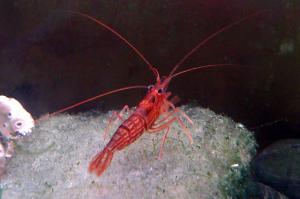 Peppermint Shrimp Thumbnail