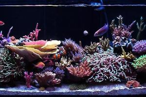 My Aquarium Thumbnail