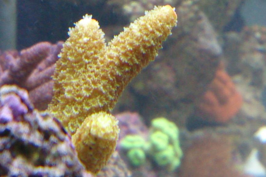 Acropora Aspera / Acropora aspera 22