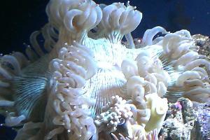 Elegance Coral Thumbnail