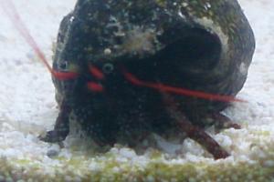 Dwarf Red Tip Hermit Crab Thumbnail