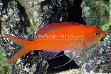 Dispar Anthias