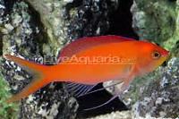 Dispar Anthias Thumbnail