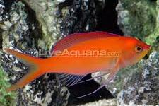 Dispar Anthias