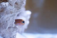 Midas Blenny Thumbnail