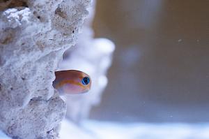 Midas Blenny