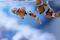 Picasso Clownfish Thumbnail