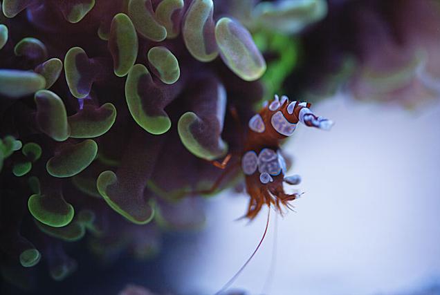 Sexy Anemone Shrimp