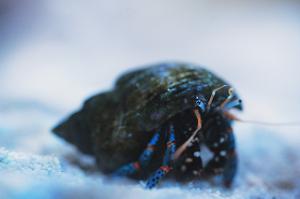 Blue Legged Hermit Crab Thumbnail