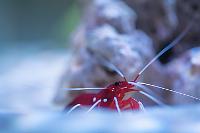 Blood Red Fire Shrimp Thumbnail