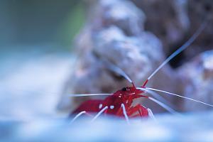 Blood Red Fire Shrimp