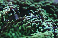 Hammer Anchor Coral Thumbnail