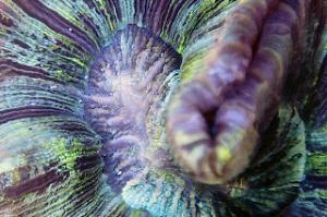 Brain Coral Trachyphyllia Thumbnail