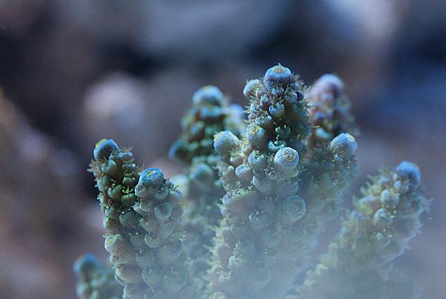 Staghorn Acropora