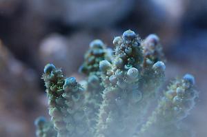 Staghorn Acropora Thumbnail