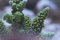 Staghorn Acropora Thumbnail