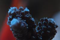 Staghorn Acropora Thumbnail