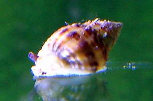 Nassarius Snail Thumbnail