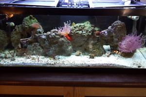 20gal long marine Thumbnail