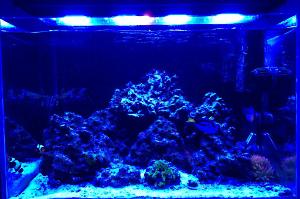 Reef Tank Thumbnail