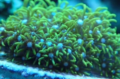 Green Star Polyp Thumbnail