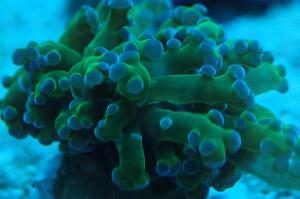 Frogspawn Coral - Branched Thumbnail