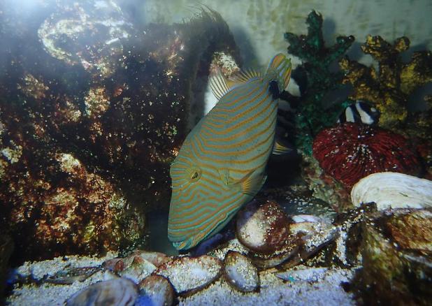 Undulate Triggerfish