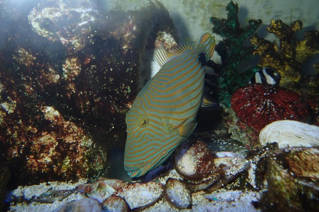 Undulate Triggerfish / Balistapus undulatus 9