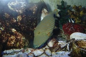 Undulate Triggerfish Thumbnail