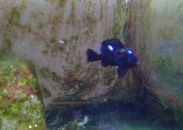 Three Spot Domino Damselfish