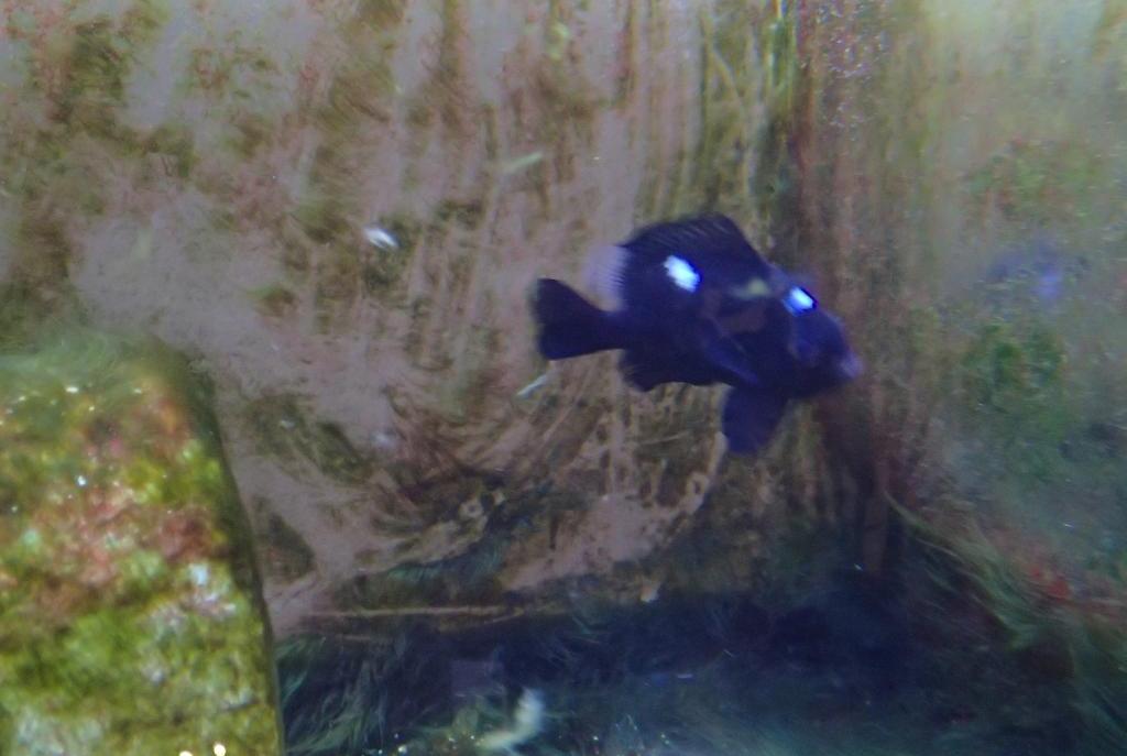 Three Spot Domino Damselfish