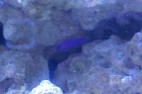 Orchid Dottyback