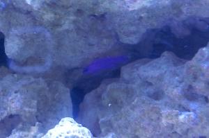 Orchid Dottyback Thumbnail