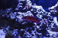 Line Spot Flasher Wrasse