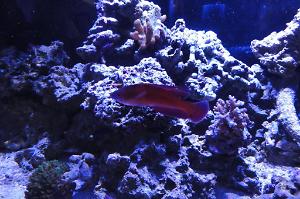 Linespot Flasher Wrasse Thumbnail