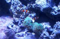 Ocellaris Clownfish Bonded Pair Thumbnail