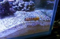 Gold Midas Blenny Thumbnail