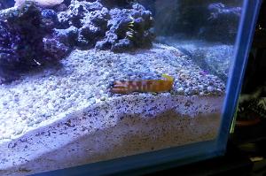 Gold Midas Blenny