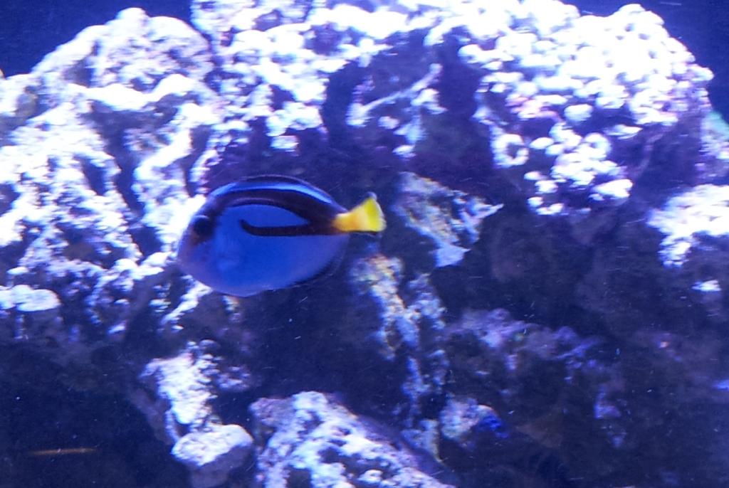 Blue Tang