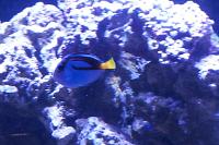 Blue Tang Thumbnail