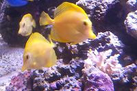 Yellow Tang Thumbnail