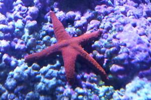 Red Fromia Starfish