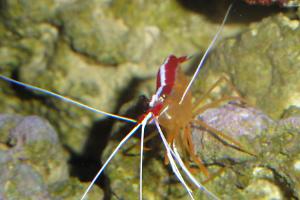 Scarlet Skunk CLeaner Shrimp Thumbnail