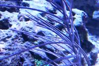 Blue Bipinate Sea Fan Thumbnail