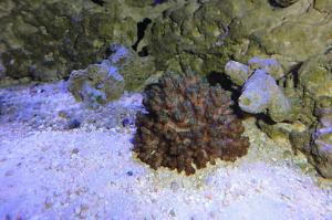 Green Pocillopora Thumbnail