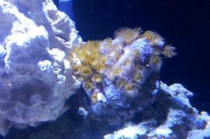 Yellow Star Polyps