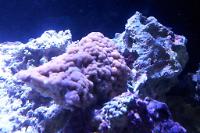 Orange Encrusting Montipora Thumbnail