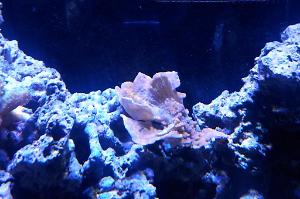 Orange Plating Montipora