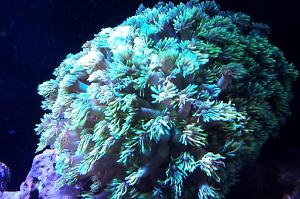 Green Flower Pot Coral