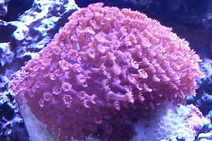 Flower Pot Coral - Red